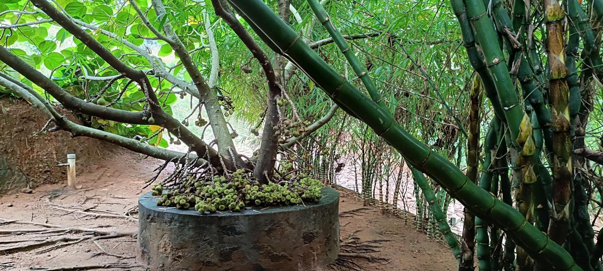 Thenmala Ecoresort Punalur Bagian luar foto